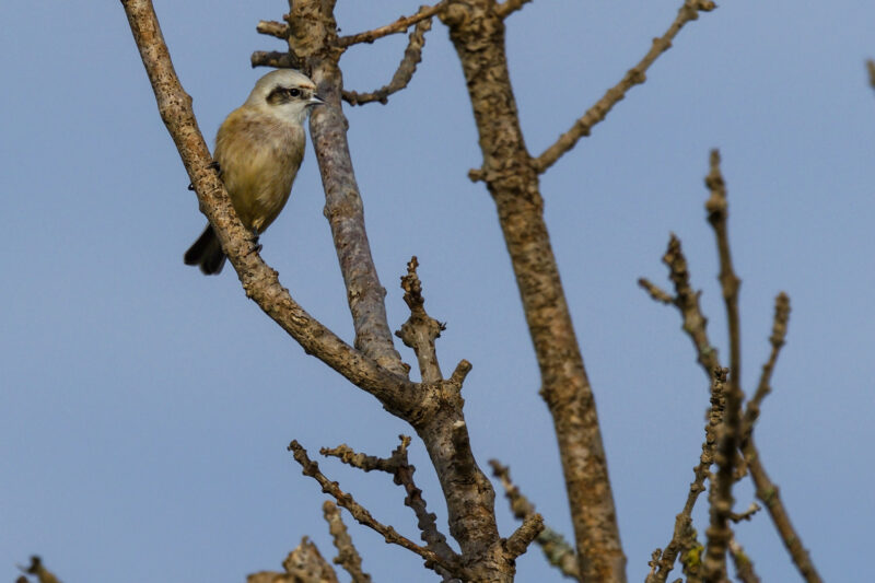 Rémiz penduline femelle
